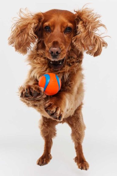 Pet Studio Photography Wiltshire