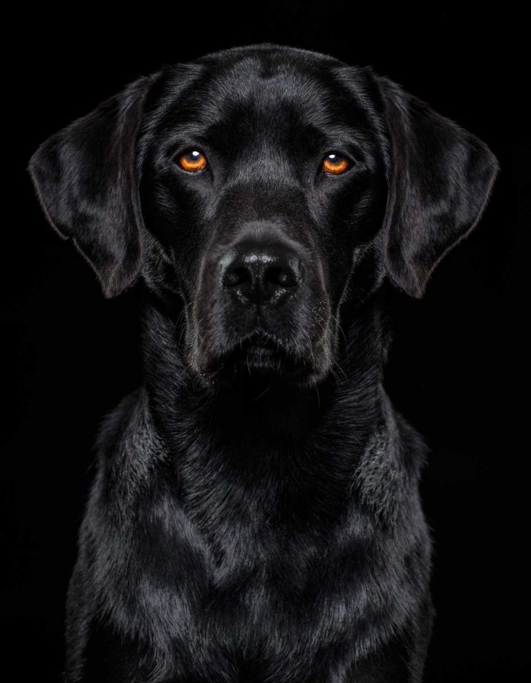 Wiltshire Pet Photographer