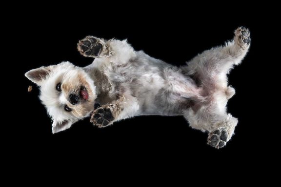 Studio Pet Photography Wiltshire