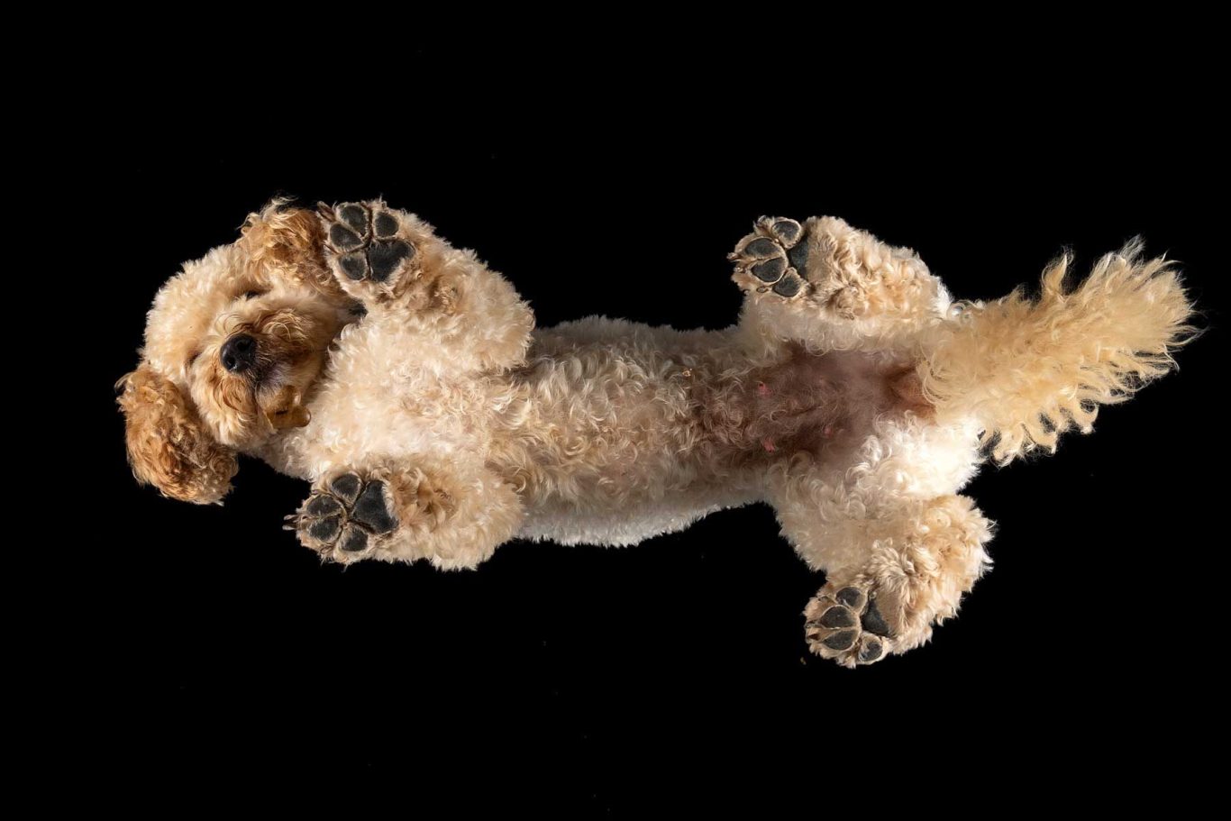 Salisbury Pet Photographer