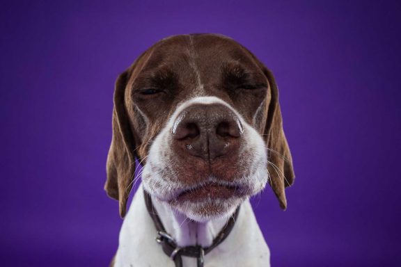 Pet Studio Photography Wiltshire