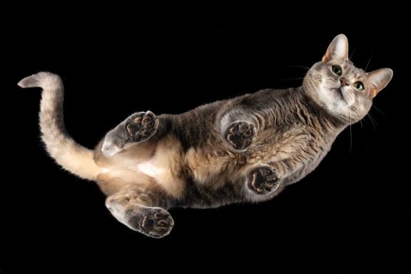 Studio Pet Photography Wiltshire