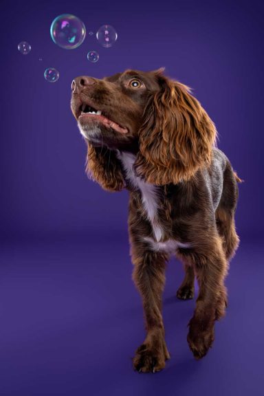 Pet Studio Photography Wiltshire