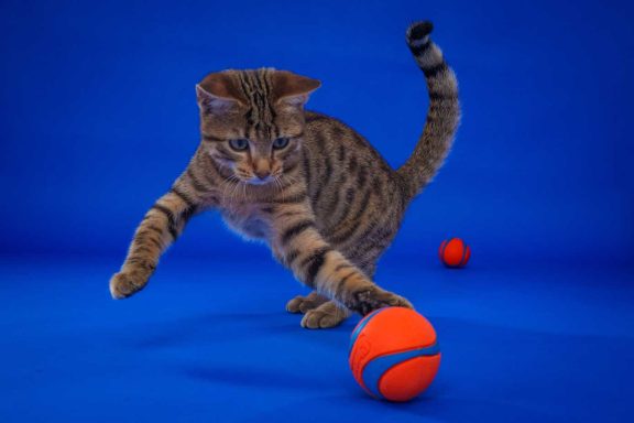 Pet Studio Photography Wiltshire