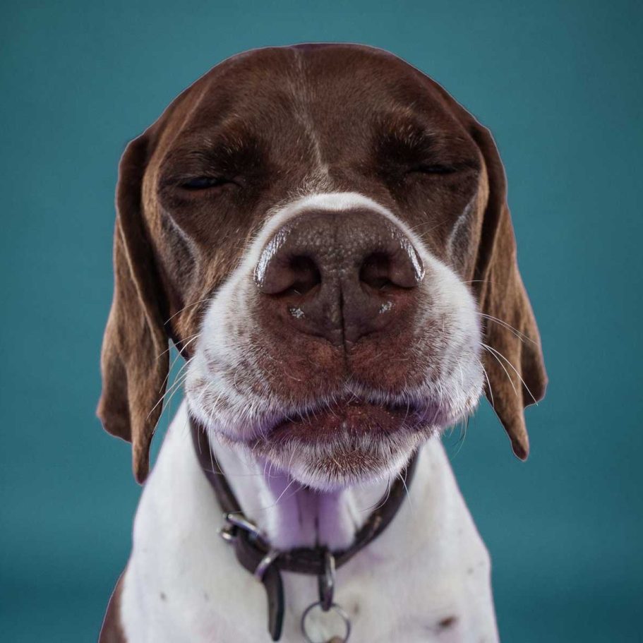 Wiltshire Pet Photographer