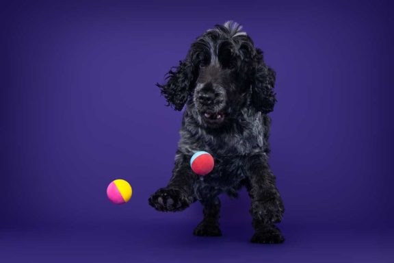 Pet Studio Photography Wiltshire