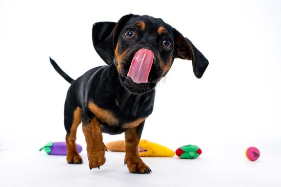 Pet Studio Photography Wiltshire