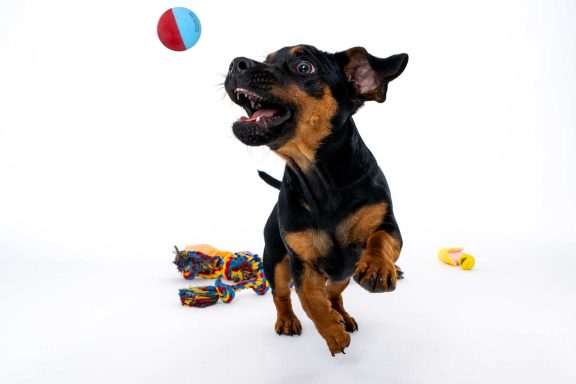 Pet Studio Photography Wiltshire