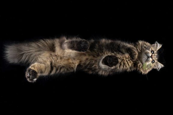 Studio Pet Photography Wiltshire