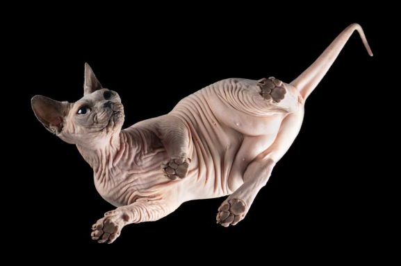 Studio Pet Photography Wiltshire