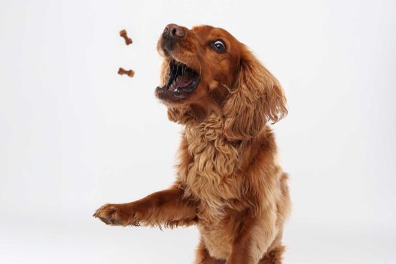 Pet Studio Photography Wiltshire