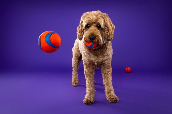 Pet Studio Photography Wiltshire