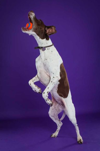 Pet Studio Photography Wiltshire