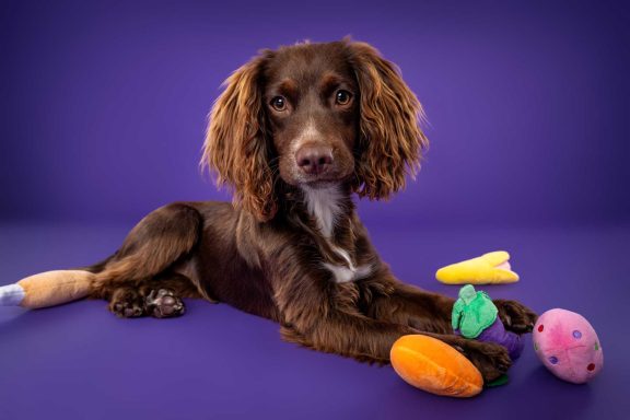Pet Studio Photography Wiltshire
