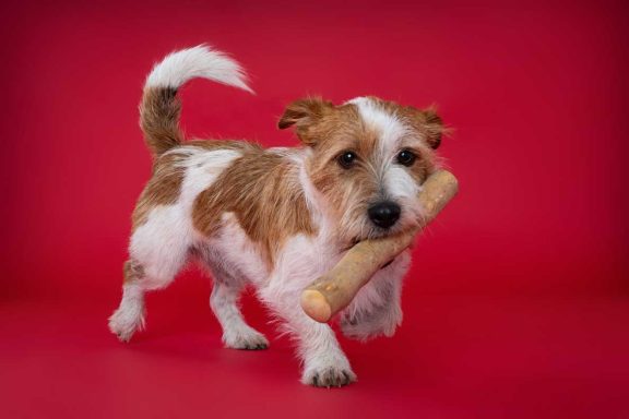 Pet Studio Photography Wiltshire