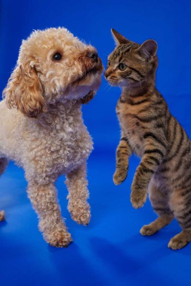 Pet Studio Photography Wiltshire