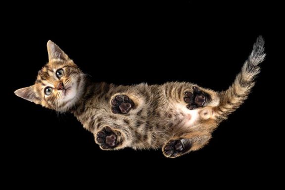 Studio Pet Photography Wiltshire