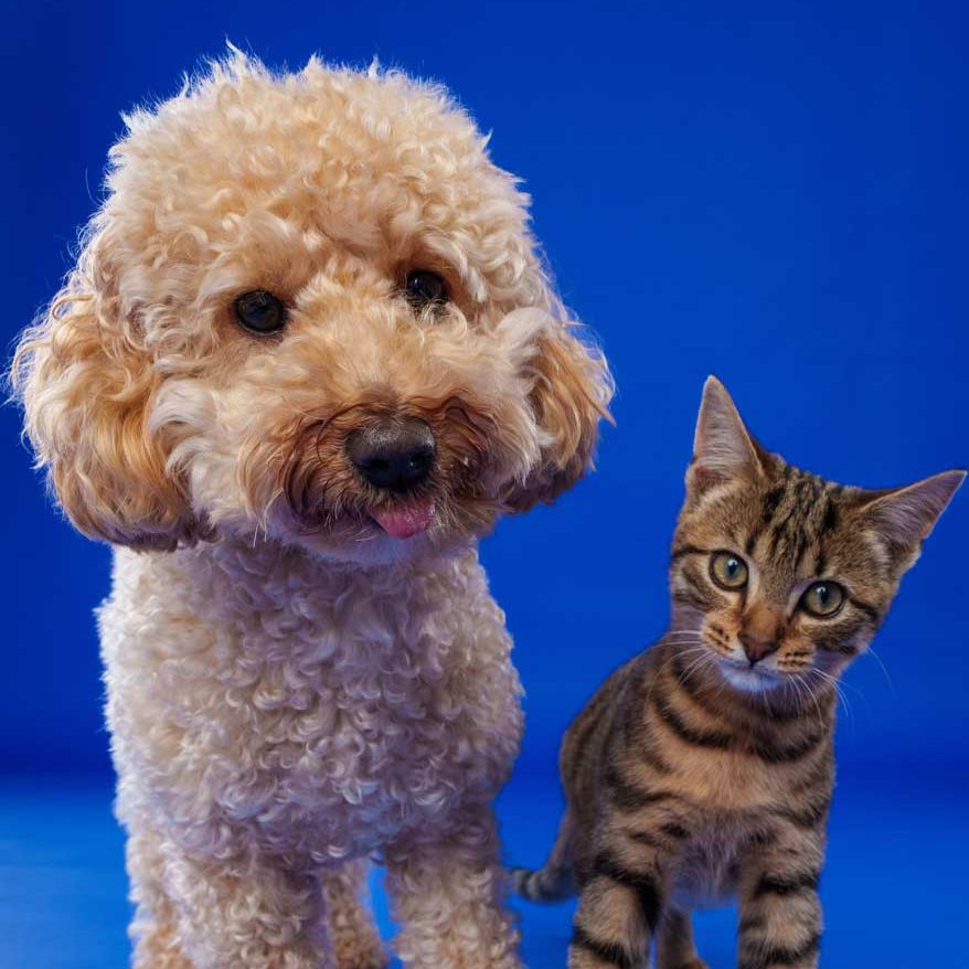 Salisbury Pet Photographer