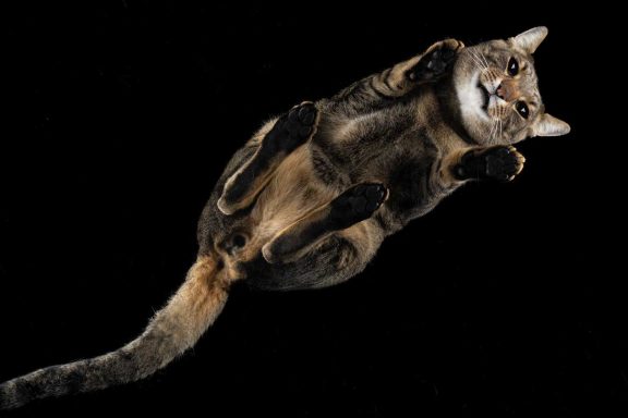 Studio Pet Photography Wiltshire