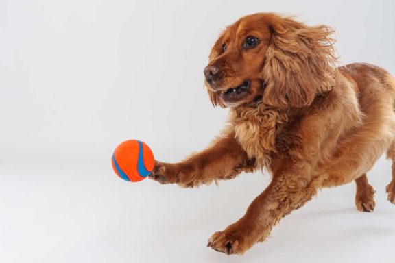 Pet Studio Photography Wiltshire