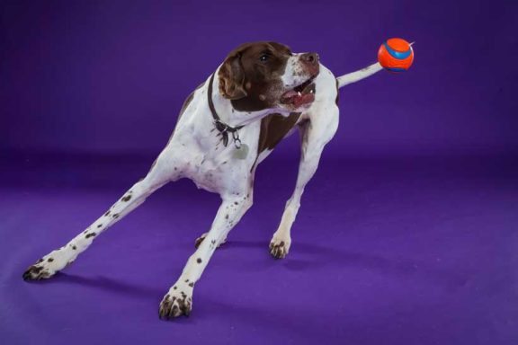 Pet Studio Photography Wiltshire