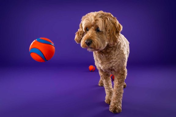 Pet Studio Photography Wiltshire