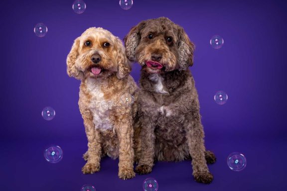 Pet Studio Photography Wiltshire