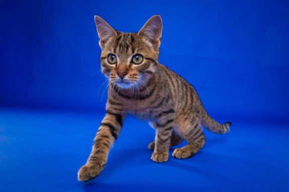 Pet Studio Photography Wiltshire