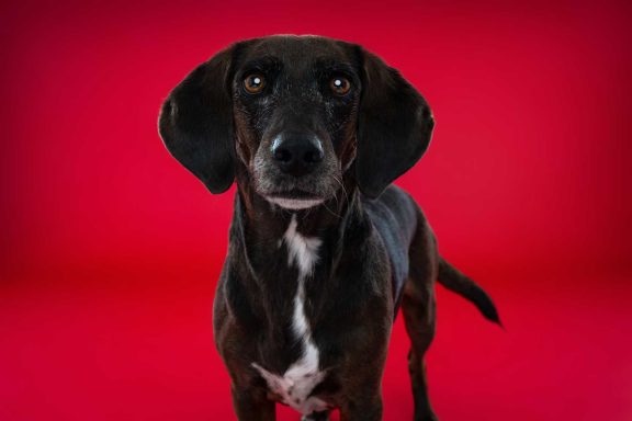 Pet Studio Photography Wiltshire