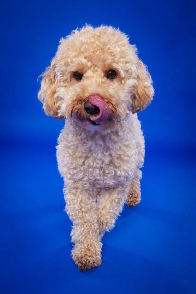 Pet Studio Photography Wiltshire