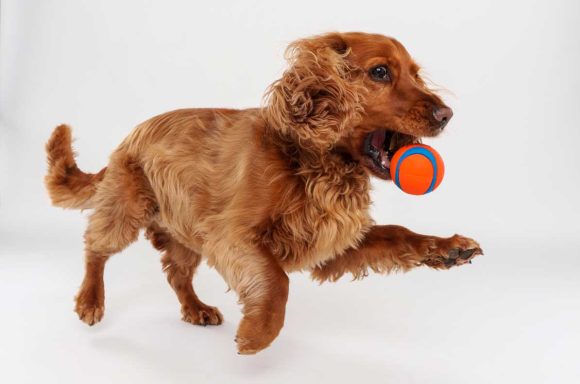 Pet Studio Photography Wiltshire