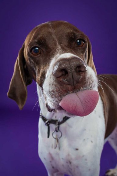 Pet Studio Photography Wiltshire