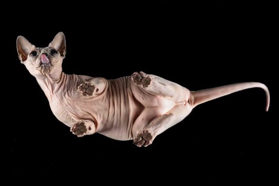 Studio Pet Photography Wiltshire