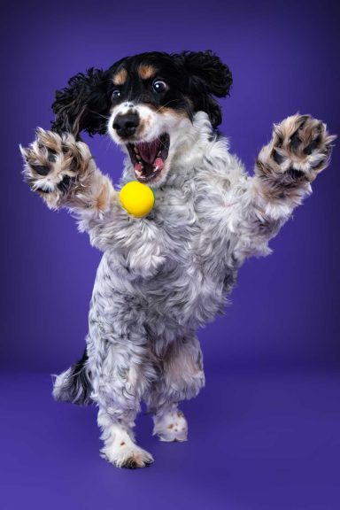 Pet Studio Photography Wiltshire